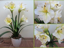 Белый амариллис - имитация комнатного растения