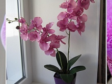 Имитация орхидеи розовая