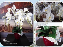 Интерьерная композиция "орхидеи"
